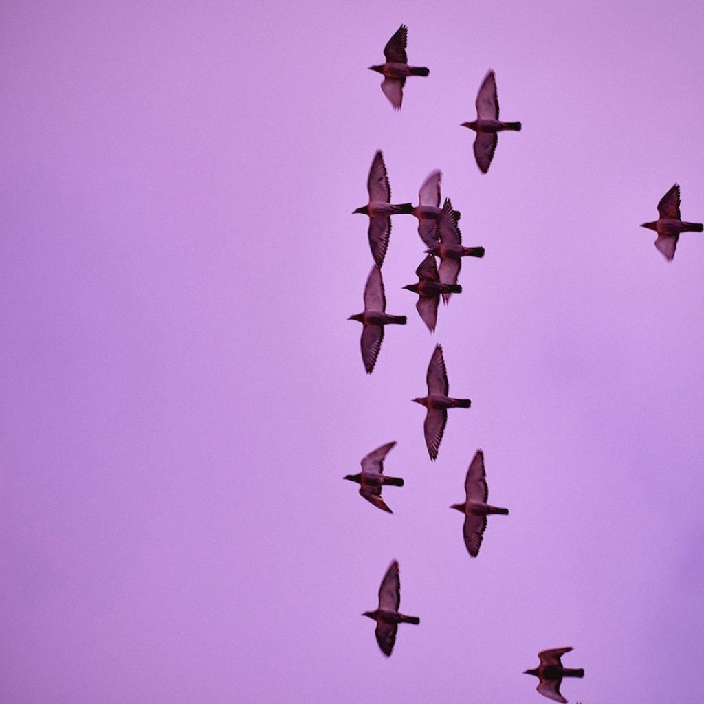 Birdwatching Albania